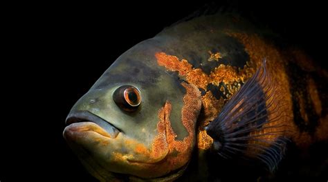 Oscar Fish Care: Tank Mates, Food, Size & More .